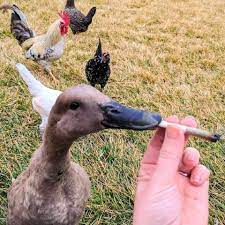 Сафонов Данил Викторович