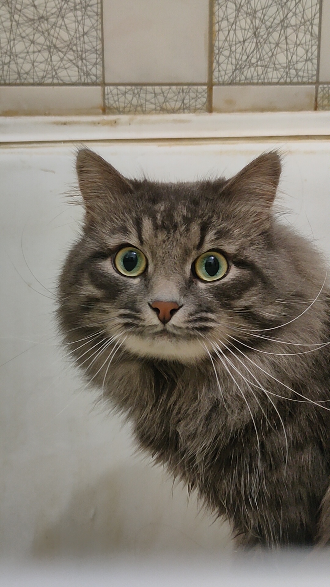 Жегачев Максим Алексеевич