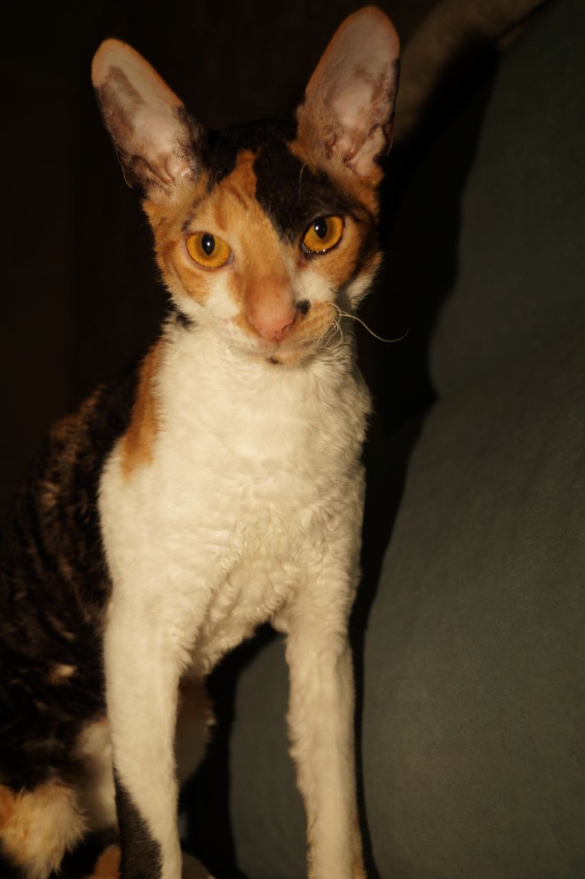 Никишов Олег Викторович