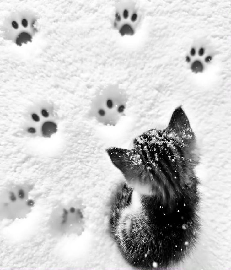 Пожидаева София Михайловна